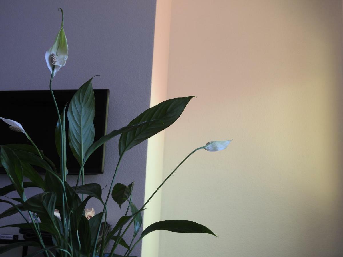 Apartment Antonela Slatine Dış mekan fotoğraf